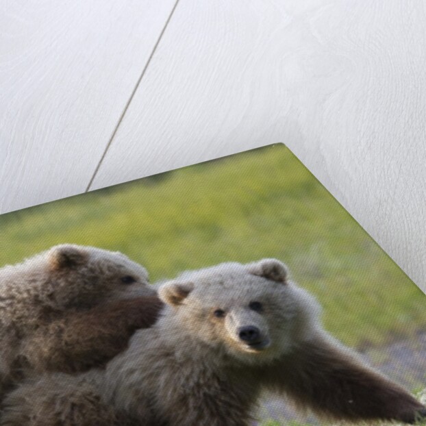 Playful Grizzly Bear Cubs by Anonymous