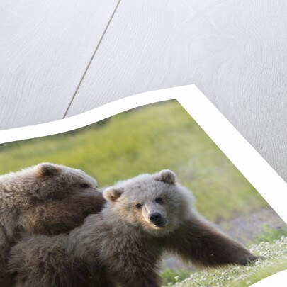Playful Grizzly Bear Cubs by Anonymous