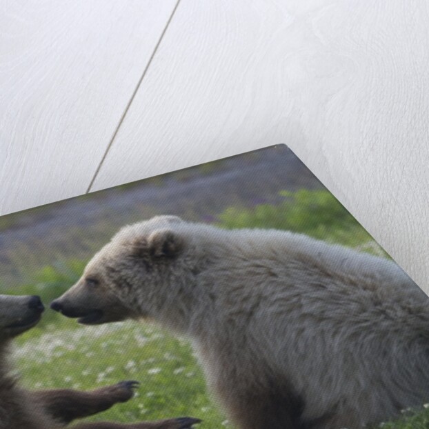 Nuzzling Grizzly Bear Cubs by Anonymous