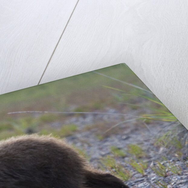 Scrawny Grizzly Bear Cub by Anonymous