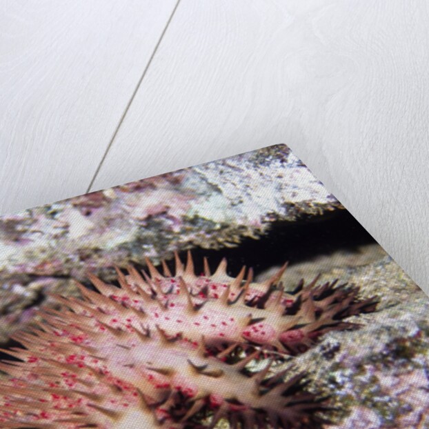 Crown-of-Thorns Sea Star by Anonymous