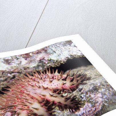Crown-of-Thorns Sea Star by Anonymous