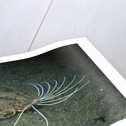 Cockatoo Flounder by Anonymous