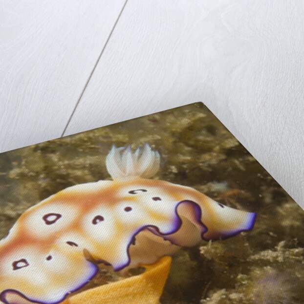 Leopard Chromodoris by Anonymous