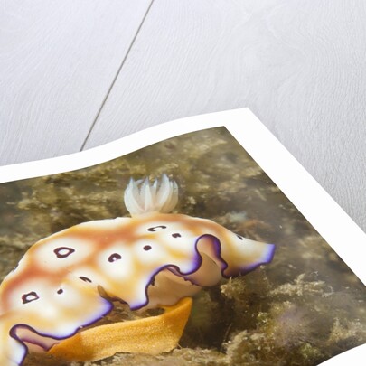Leopard Chromodoris by Anonymous