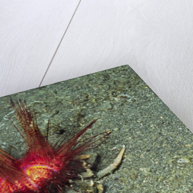 Urchin Carry Crab with Sea Urchin by Anonymous