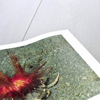 Urchin Carry Crab with Sea Urchin by Anonymous