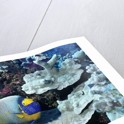 Yellow-Mask Angelfish by Anonymous