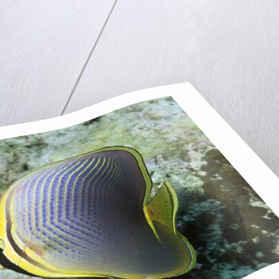 Triangular Butterfly fish by Anonymous