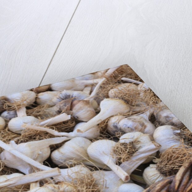 Garlic for sale by Anonymous