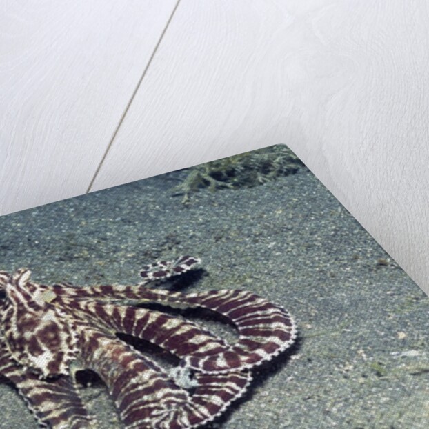 Mimic Octopus by Anonymous