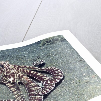 Mimic Octopus by Anonymous