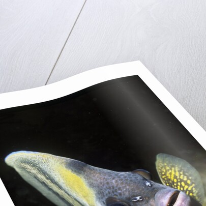 Cortez Angelfish by Anonymous