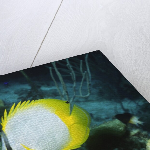 Spotfin Butterfly fish by Anonymous