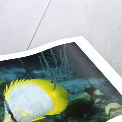 Spotfin Butterfly fish by Anonymous