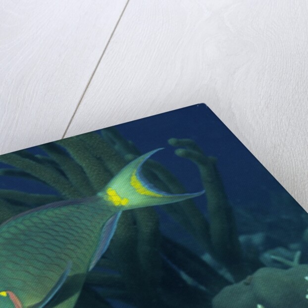 Spotlight Parrotfish supermale by Anonymous