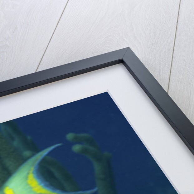 Spotlight Parrotfish supermale by Anonymous