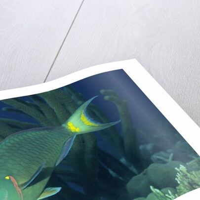 Spotlight Parrotfish supermale by Anonymous