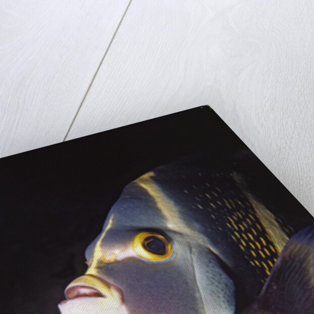 French Angelfish close-up by Anonymous