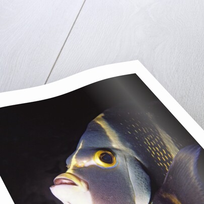 French Angelfish close-up by Anonymous