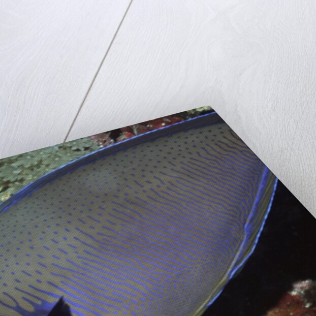 Big nose Unicorn fish by Anonymous