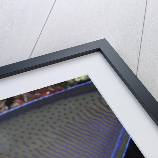 Big nose Unicorn fish by Anonymous