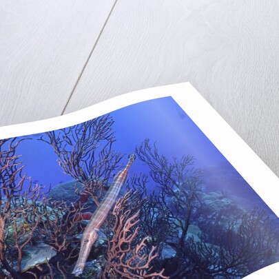 Trumpet fish by Anonymous