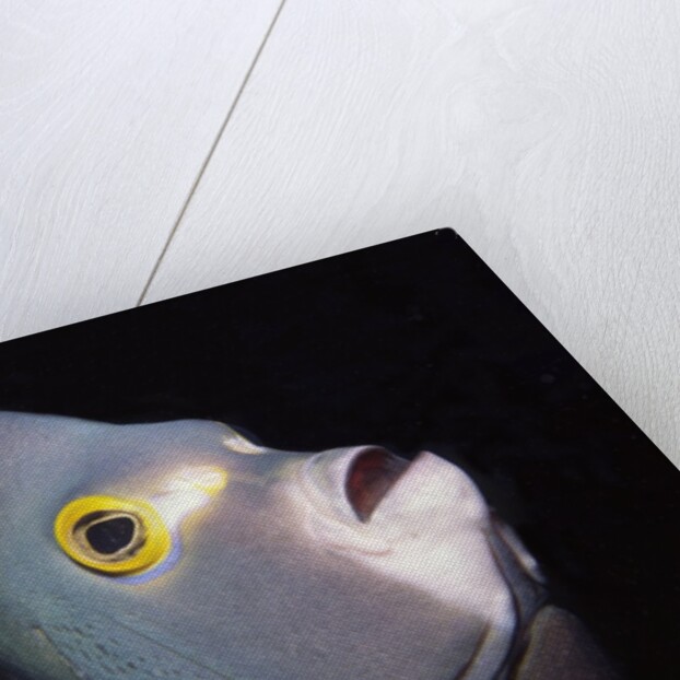 French Angelfish close-up by Anonymous