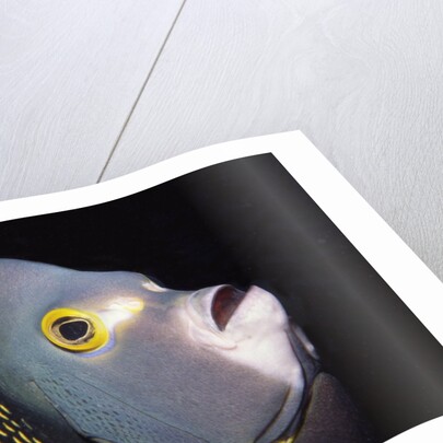 French Angelfish close-up by Anonymous