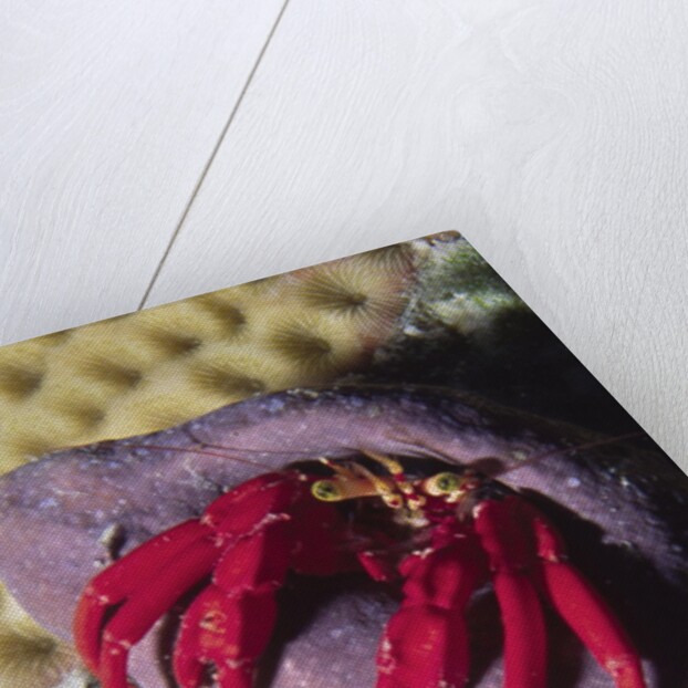 Red Reef Hermit Crab by Anonymous