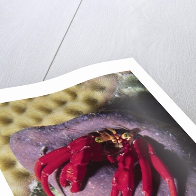 Red Reef Hermit Crab by Anonymous