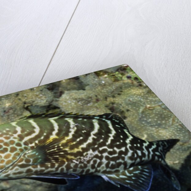 Tiger Grouper by Anonymous