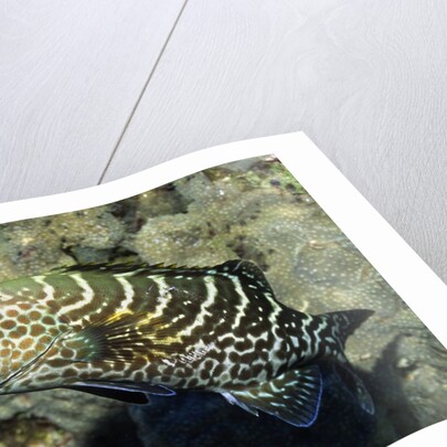 Tiger Grouper by Anonymous