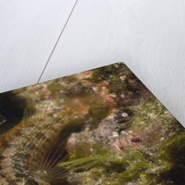 Island Kelpfish by Anonymous