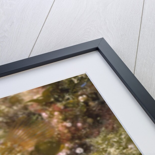 Island Kelpfish by Anonymous