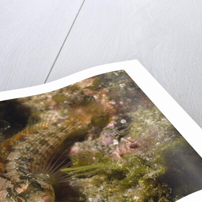 Island Kelpfish by Anonymous