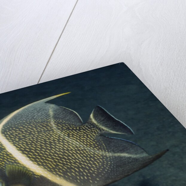 French Angelfish by Anonymous
