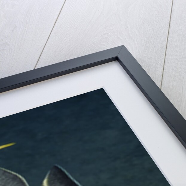French Angelfish by Anonymous