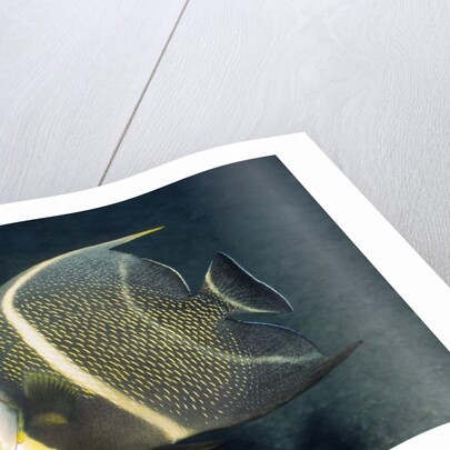 French Angelfish by Anonymous