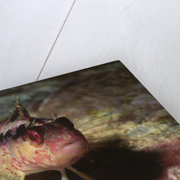 Island Kelpfish by Anonymous