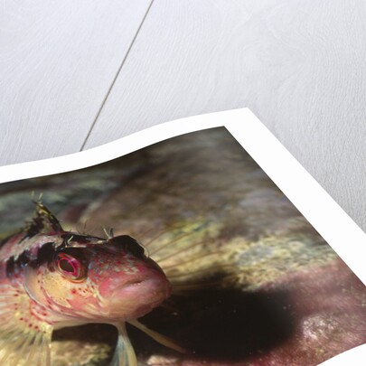 Island Kelpfish by Anonymous