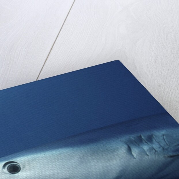 Blue Shark close-up by Anonymous