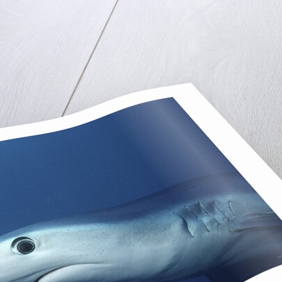 Blue Shark close-up by Anonymous