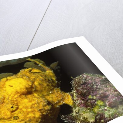 Longlure Frogfish by Anonymous