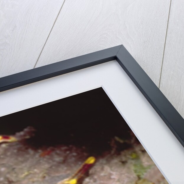 Nimble Spray Crab by Anonymous