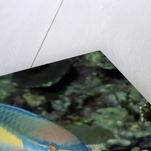 Princess Parrotfish by Anonymous