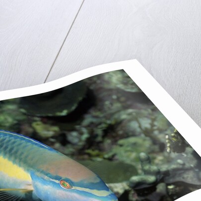 Princess Parrotfish by Anonymous