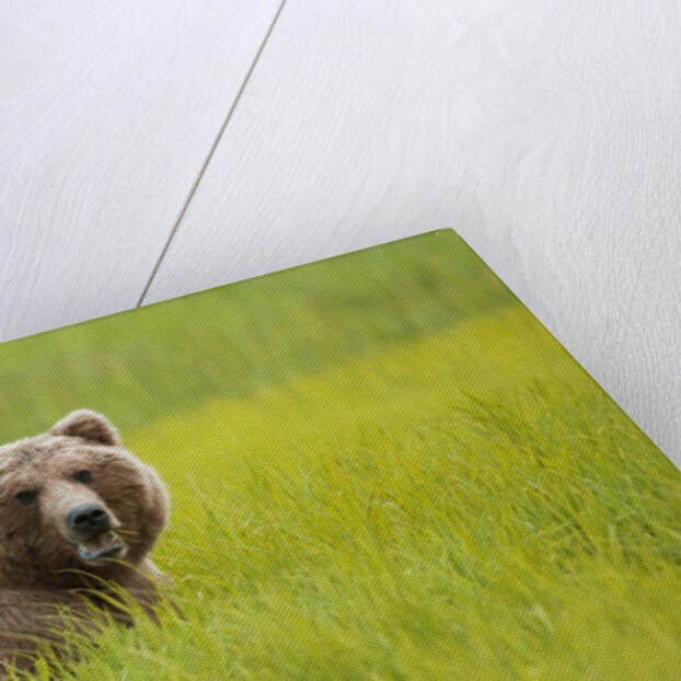 Grizzly bear eating by Anonymous