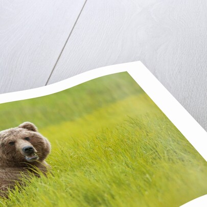 Grizzly bear eating by Anonymous