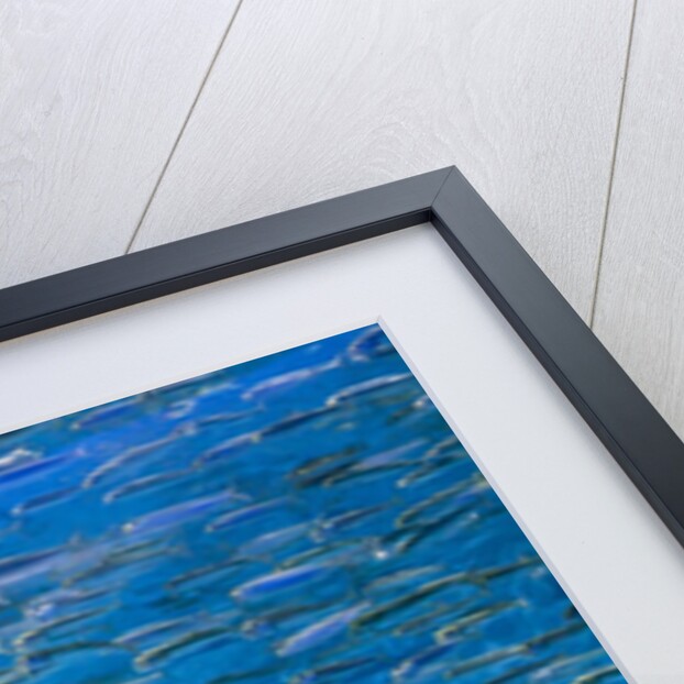 A school of fish by Anonymous